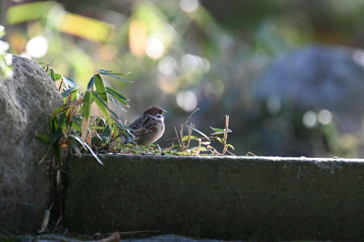 Ein kleiner Vogel, der sich im Grünen ausruht
