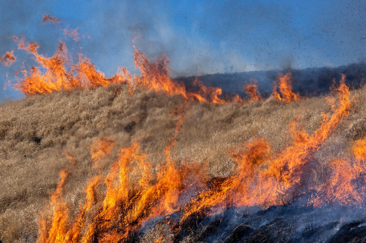 Nahaufnahme von Flammen, die Grasland verbrennen