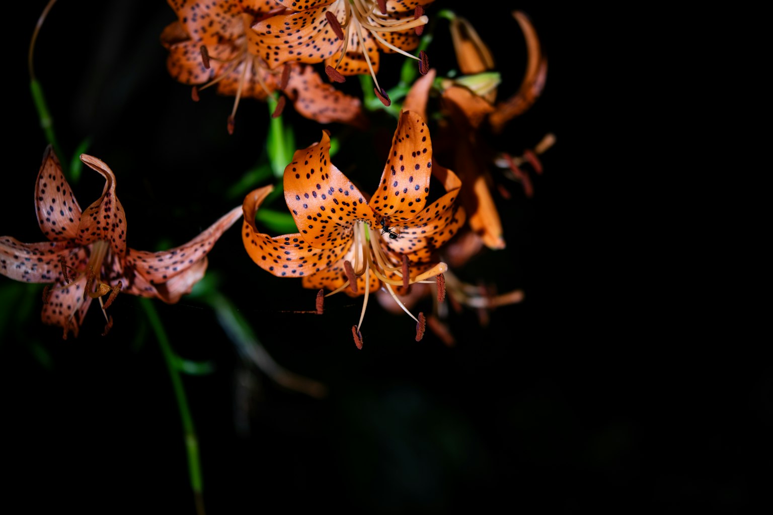 Flores naranjas con manchas sobre un fondo oscuro