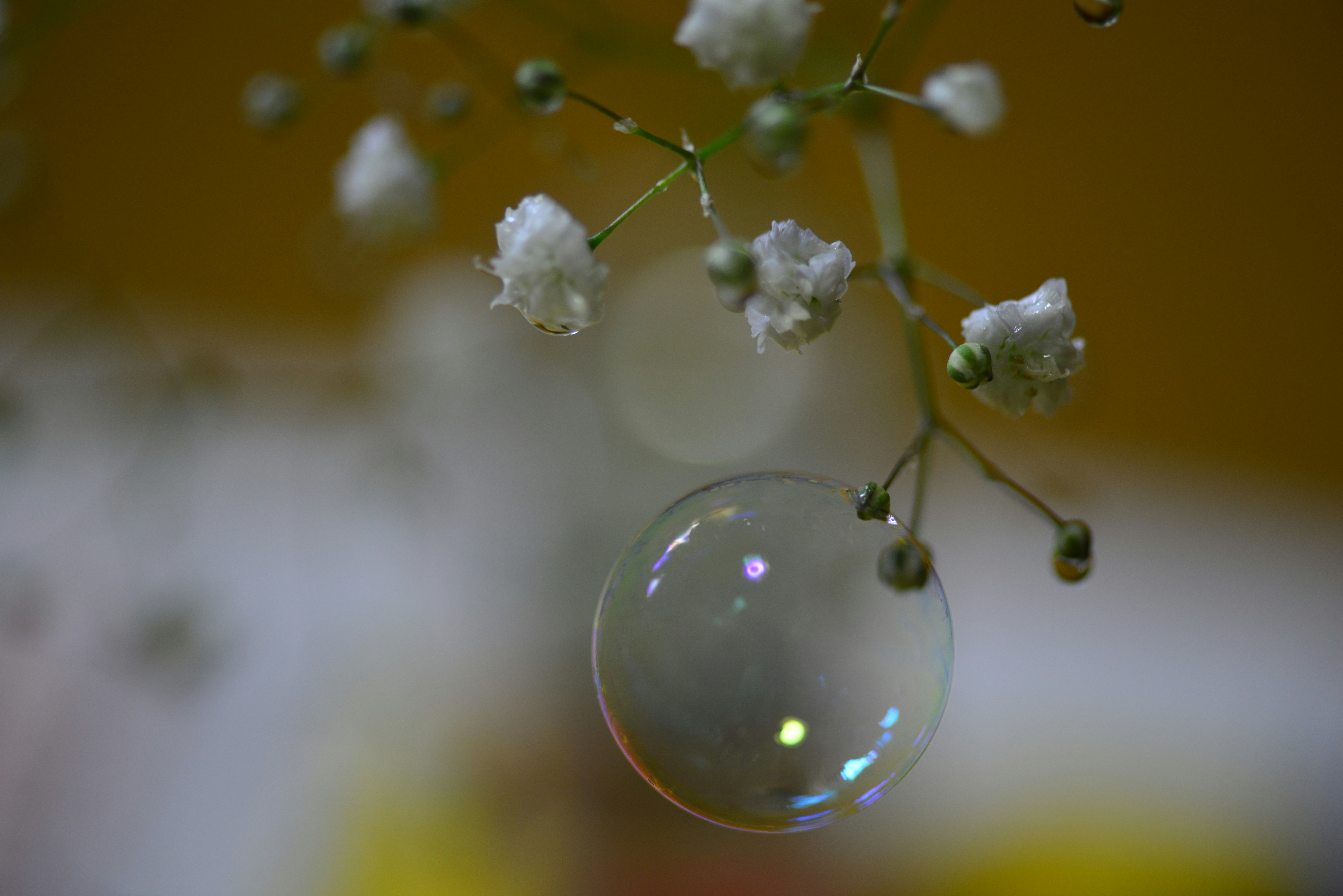 macro di piccole bolle e boccioli di fiori bianchi su sfondo giallo