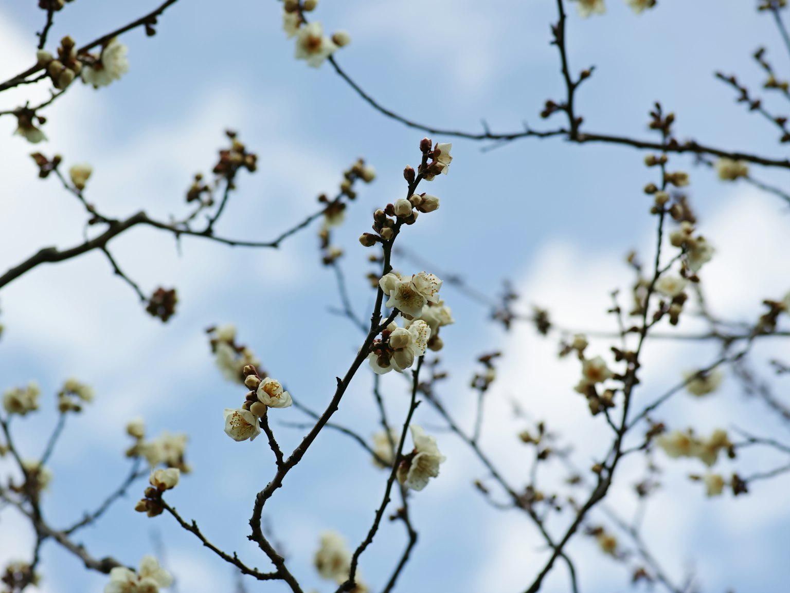 Weiße Blumen an dünnen Ästen vor einem blauen Himmel