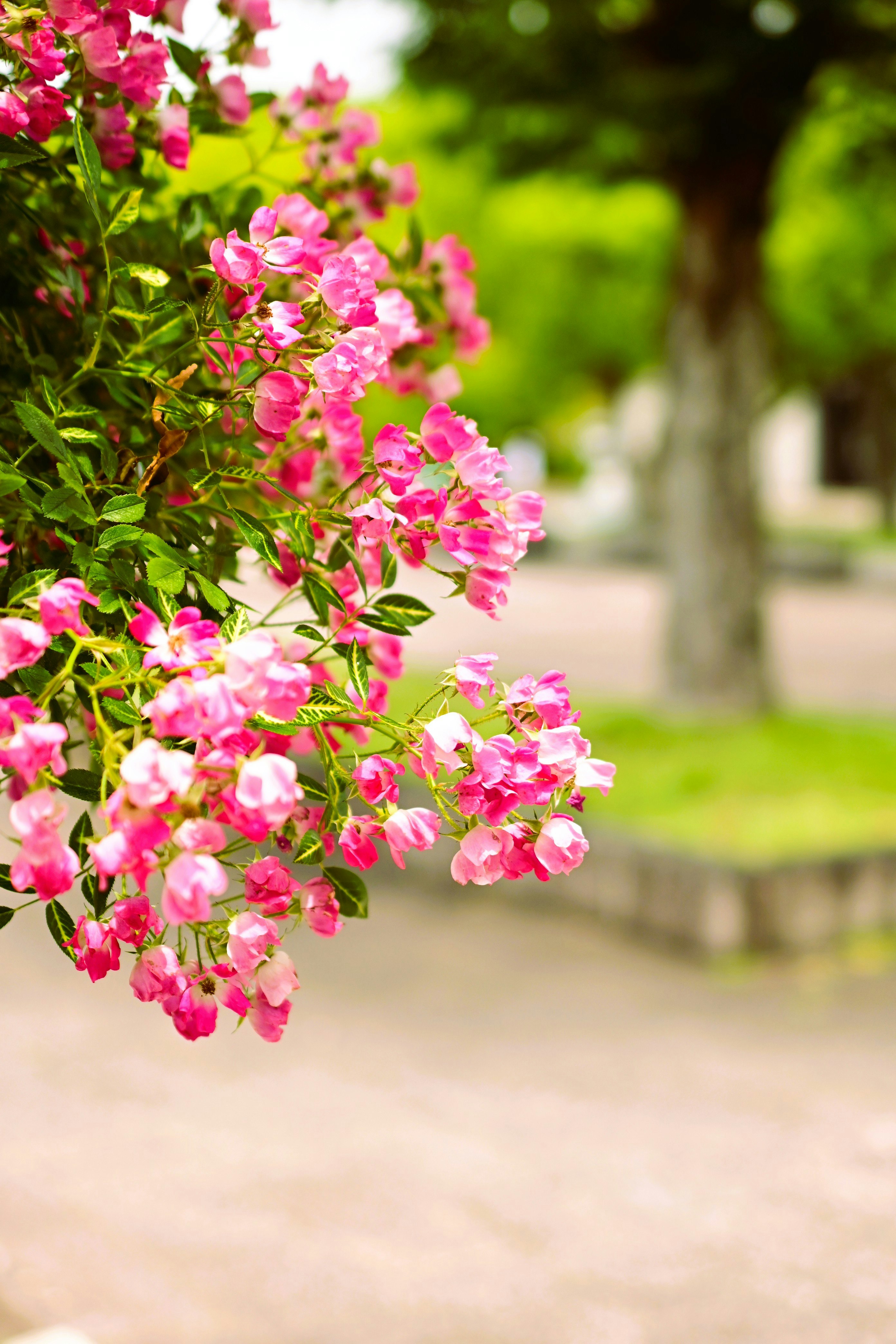 ピンクの花が咲く並木道のボケ背景