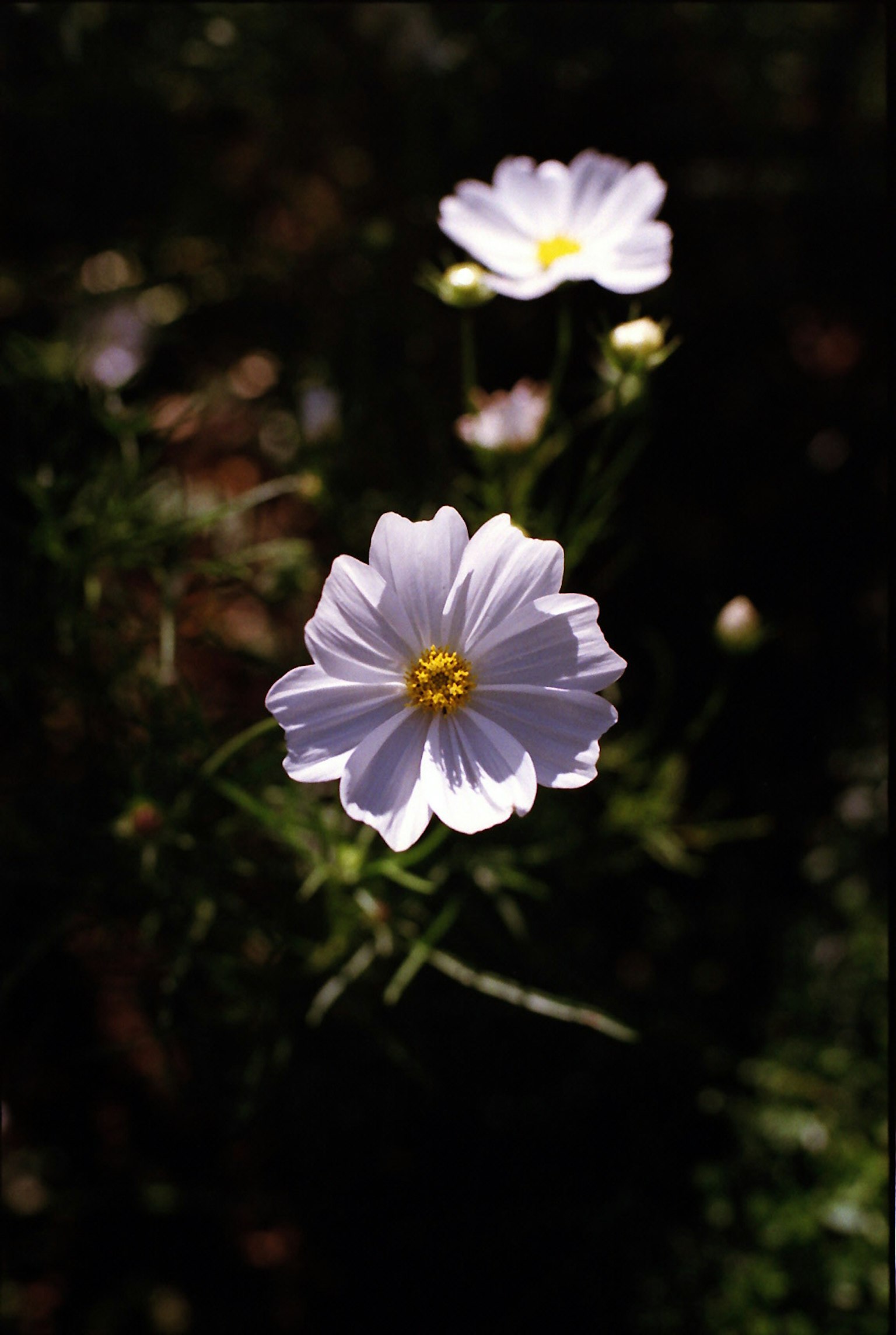 Imagen con flores moradas pálidas sobre un fondo verde