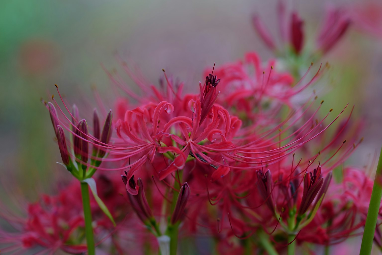 Cluster of vibrant red spider lilies in bloom