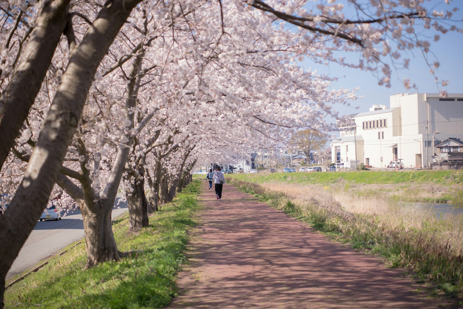 Una persona che cammina lungo un sentiero fiancheggiato da alberi di ciliegio in fiore