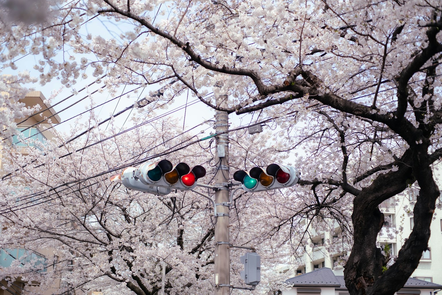 Semaforo tra alberi di ciliegio in fiore