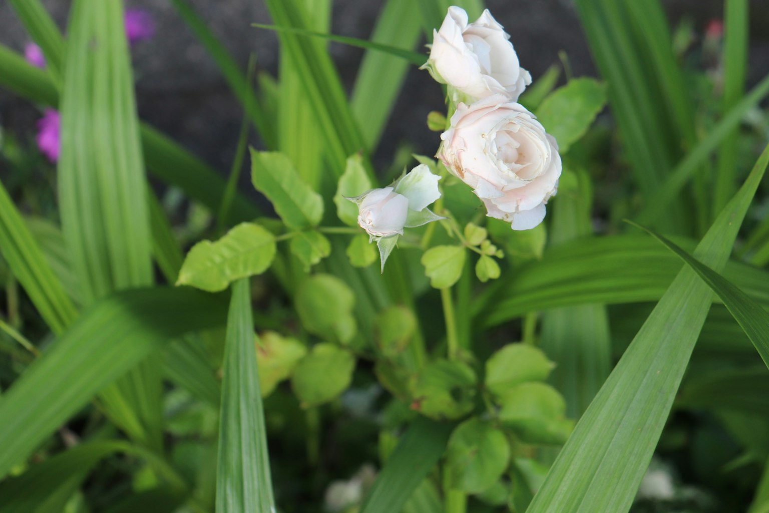 Close-up of white rose flowers surrounded by lush green leaves