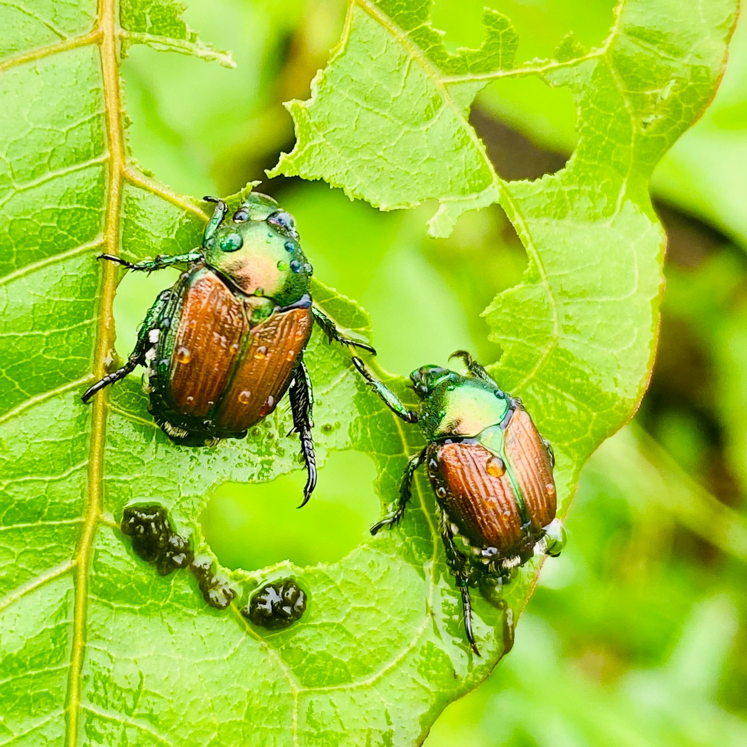 Zwei Käfer auf einem grünen Blatt mit lebendigen Farben