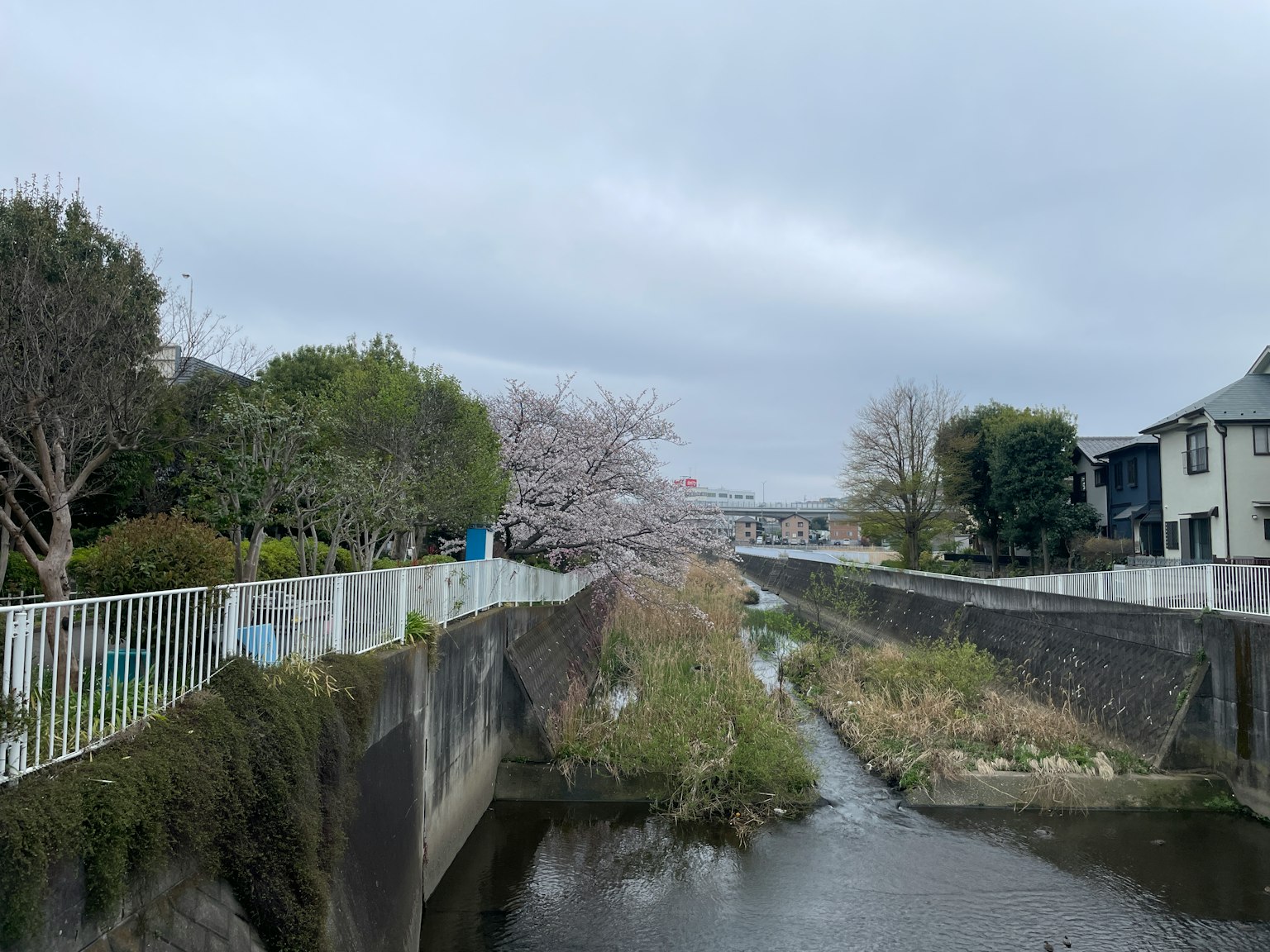 Vista panoramica di un fiume con alberi di ciliegio e edifici residenziali