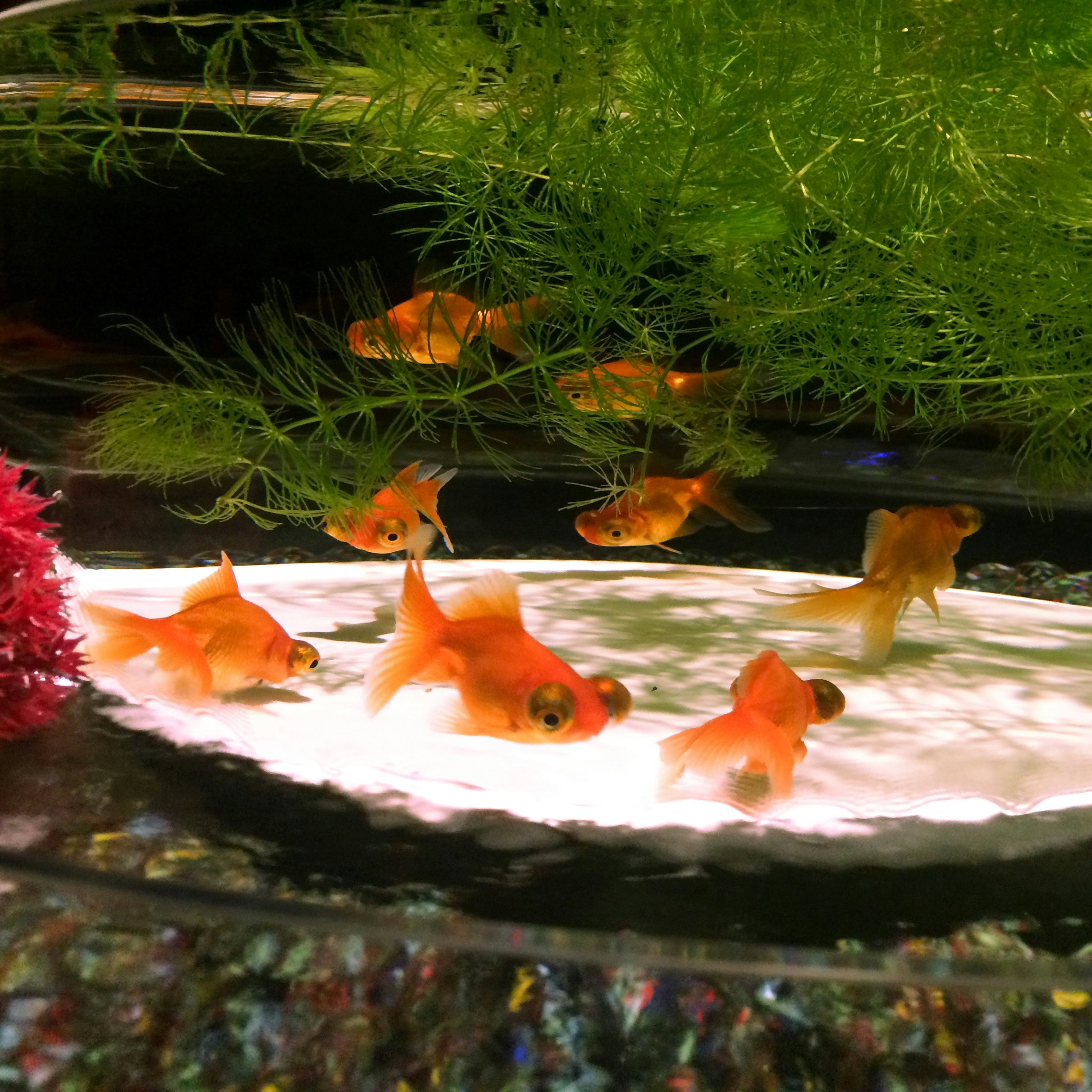 水族箱里游动的金鱼群