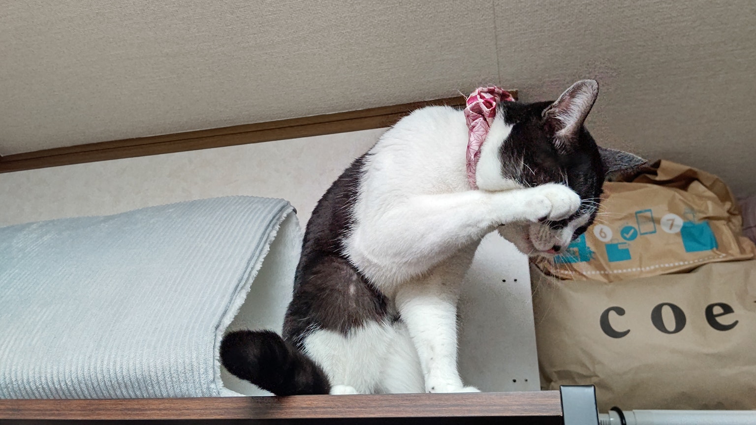 猫在架子上用爪子遮住脸