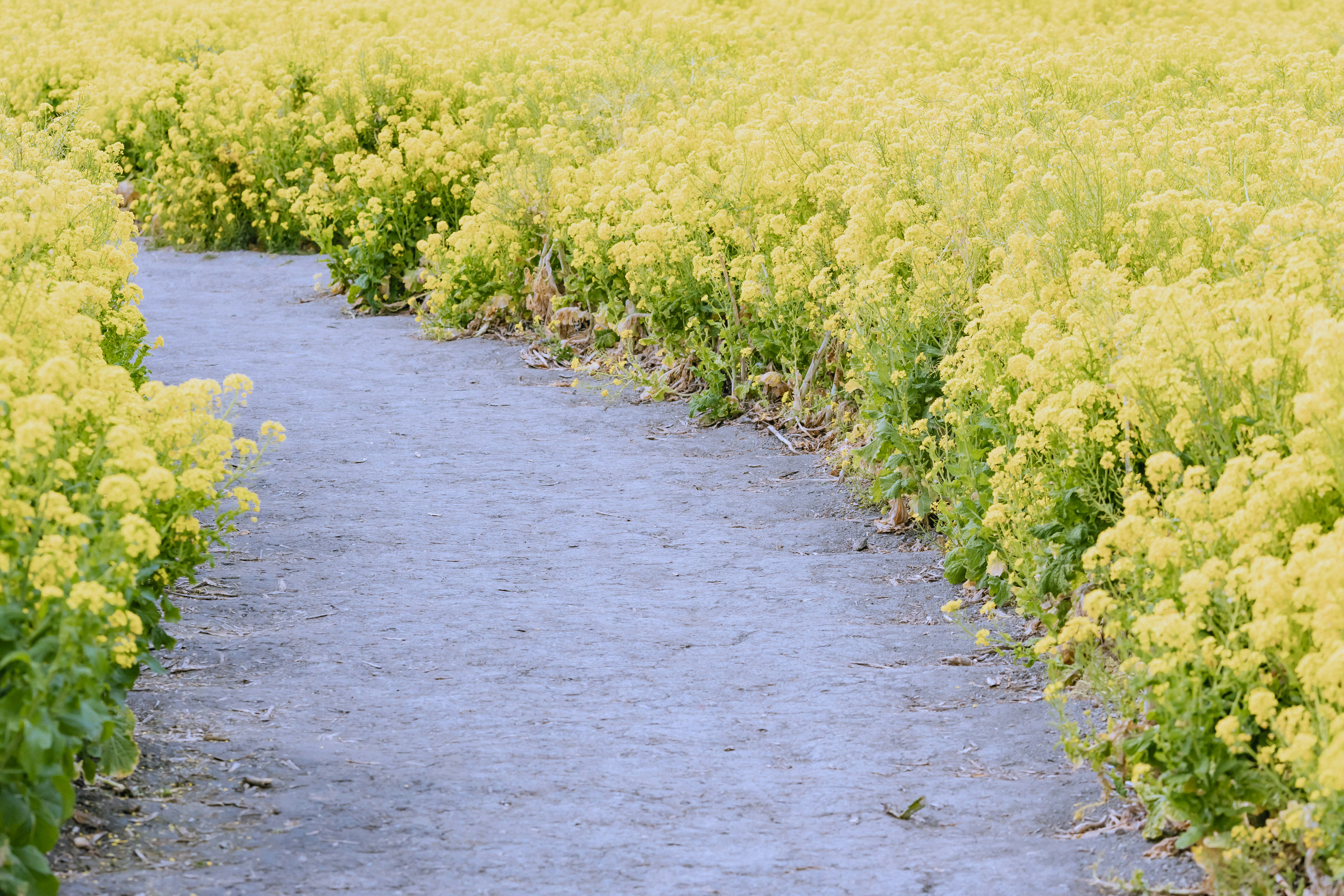 春の菜の花畑の小道と畦道
