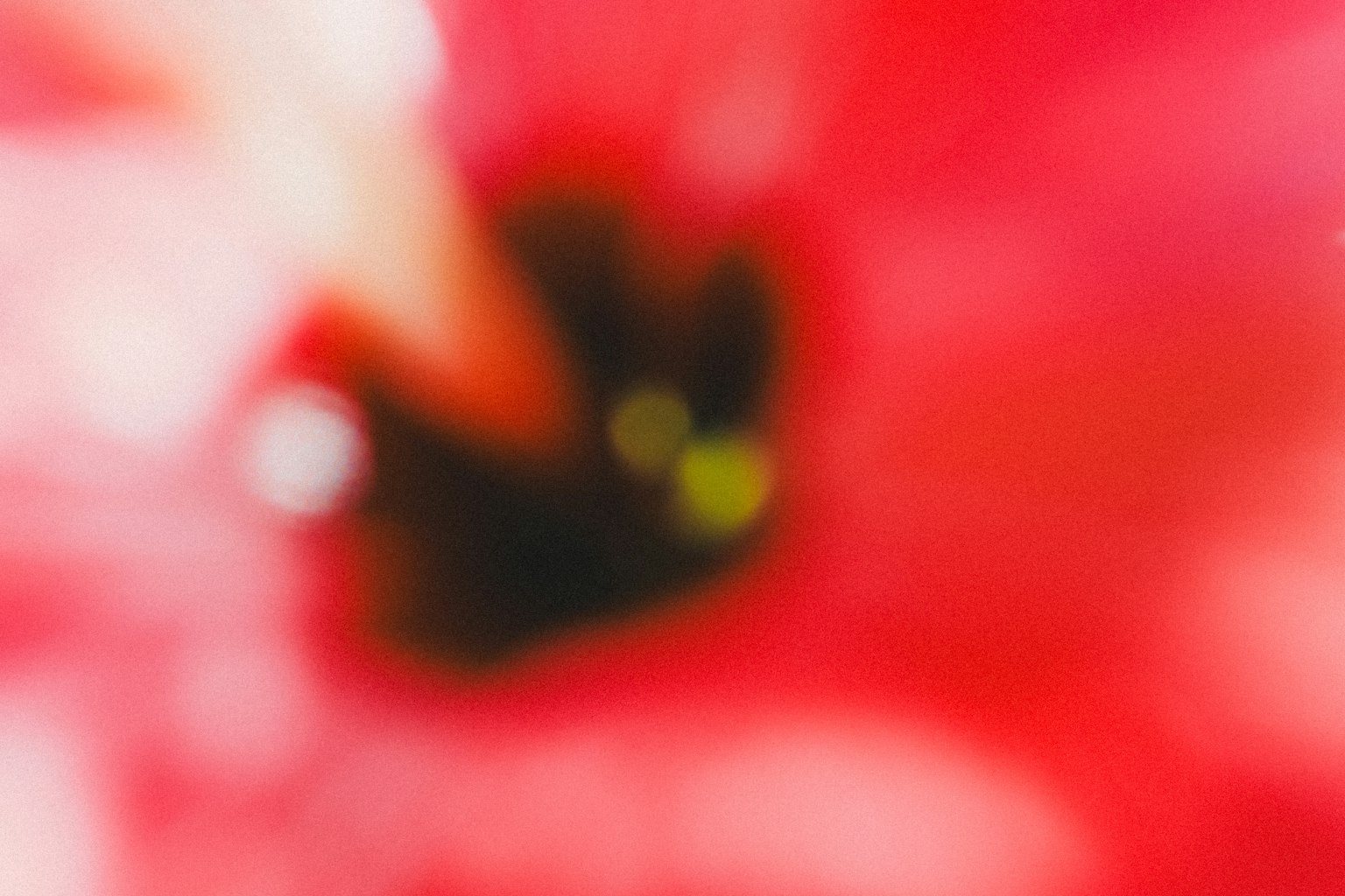 模糊的紅花中心特寫