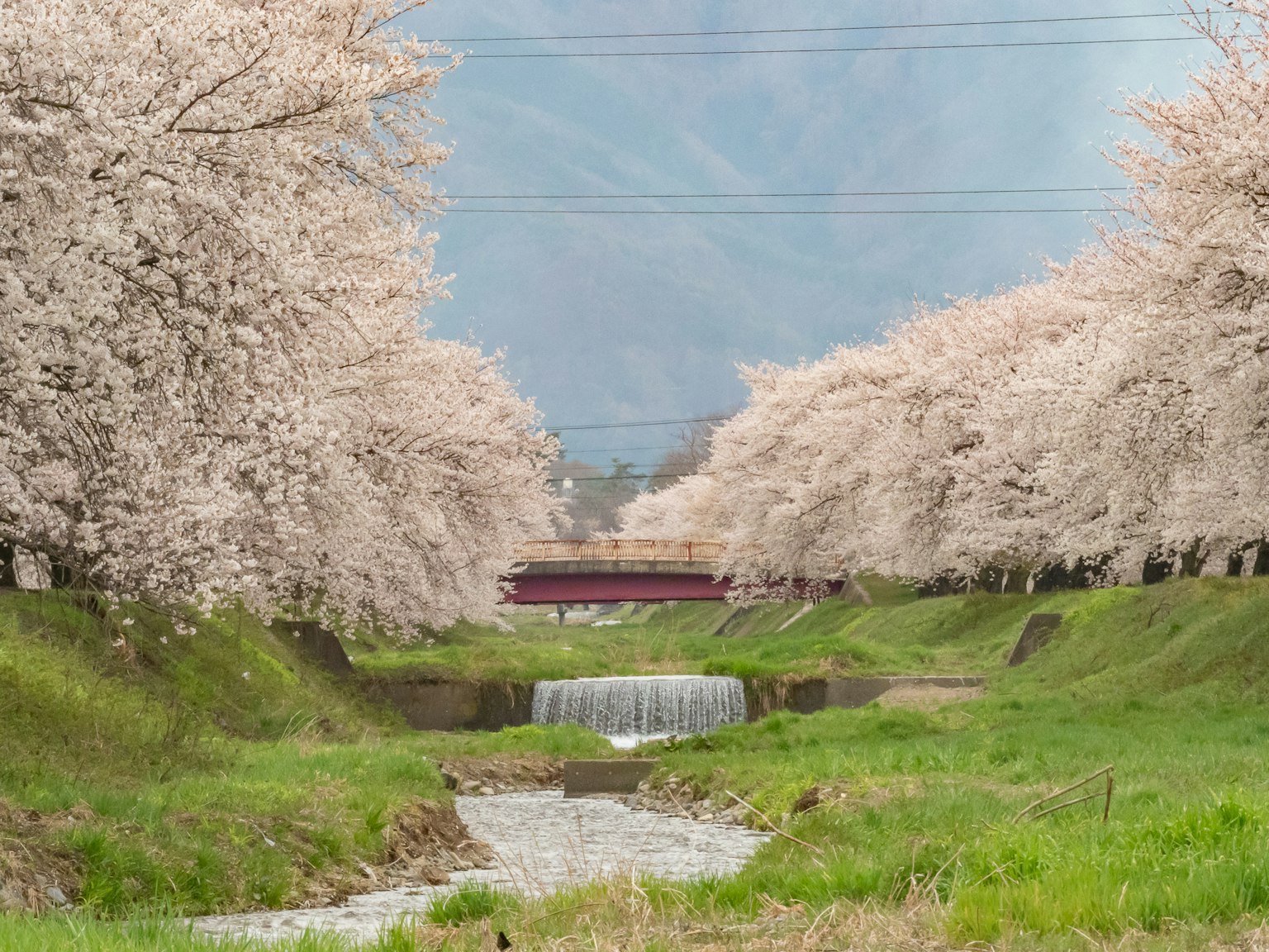 桜の木が並ぶ川の風景と小さな滝