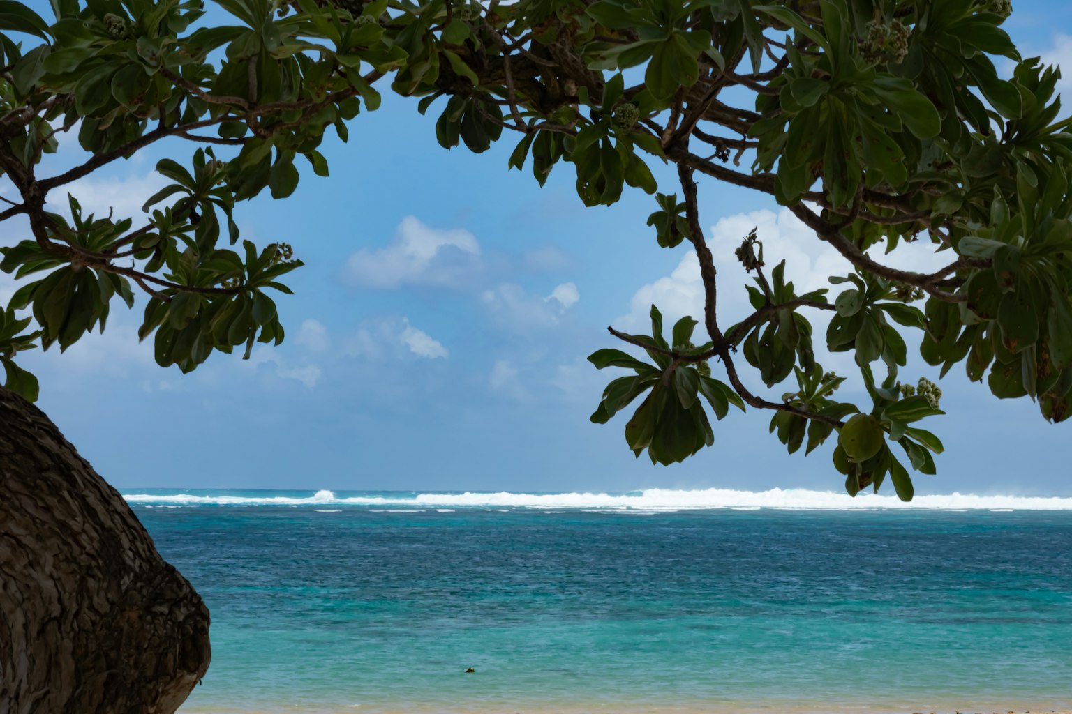 Vue panoramique d'une plage avec océan bleu et vagues blanches Encadré par des feuilles tropicales
