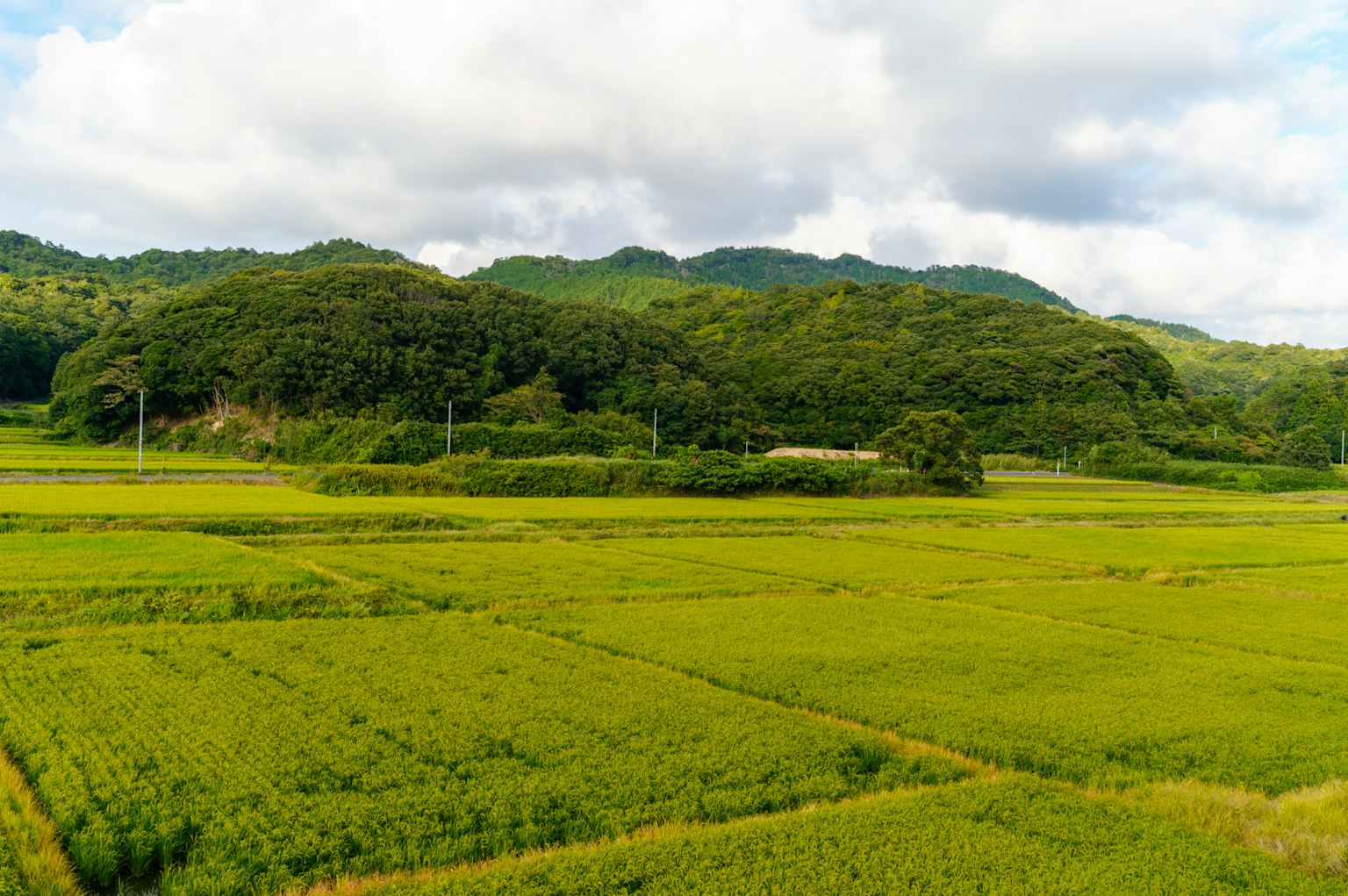 Lush green rice fields with rolling hills in the background