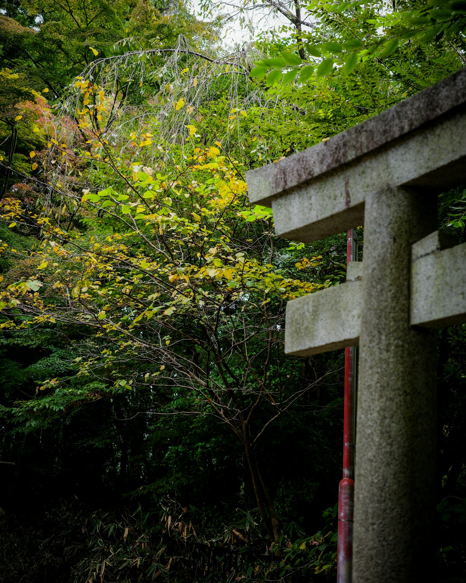 Parte di un torii in pietra visibile tra alberi autunnali