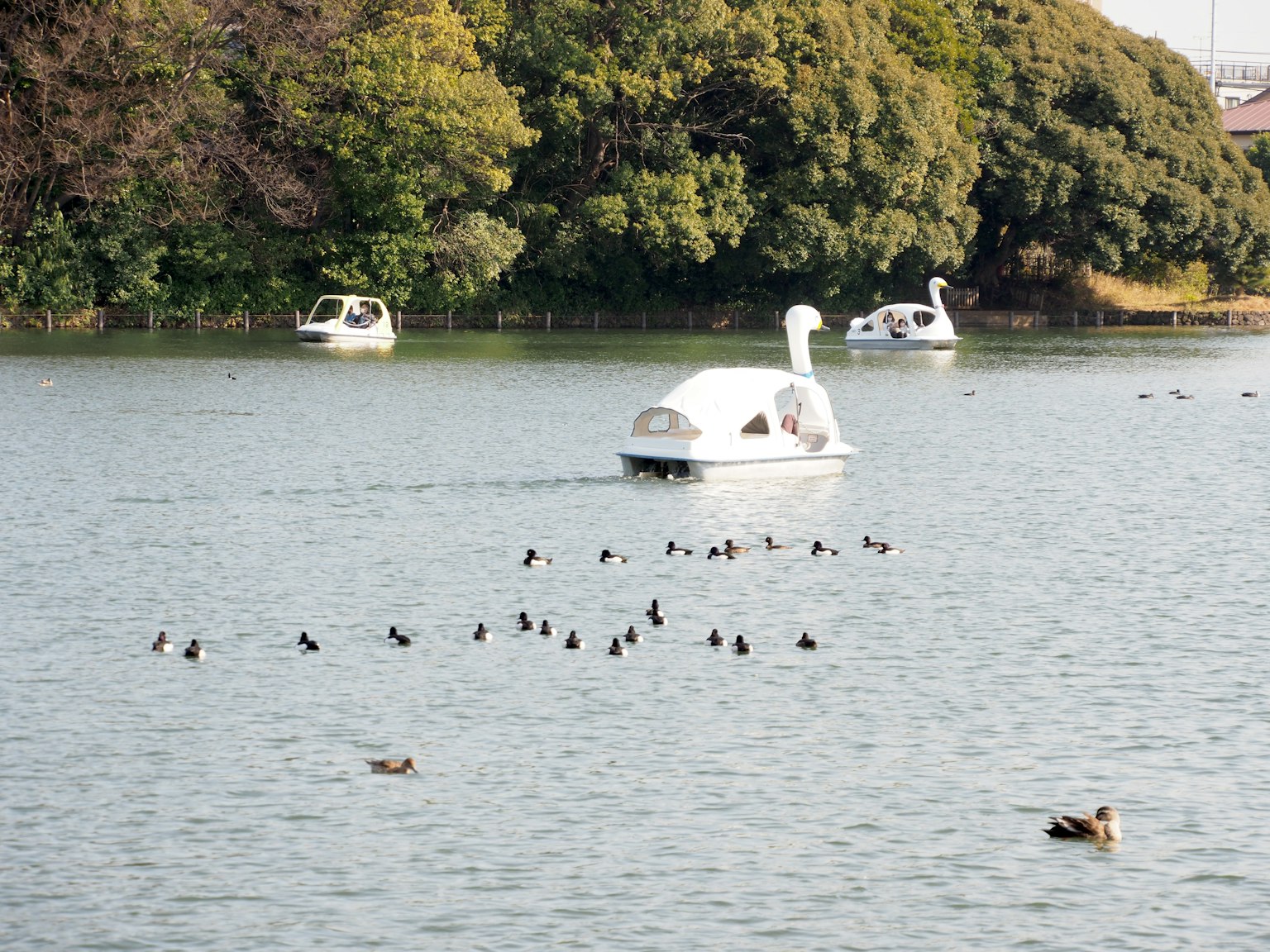 Swan-shaped boats on a lake with a flock of waterfowl