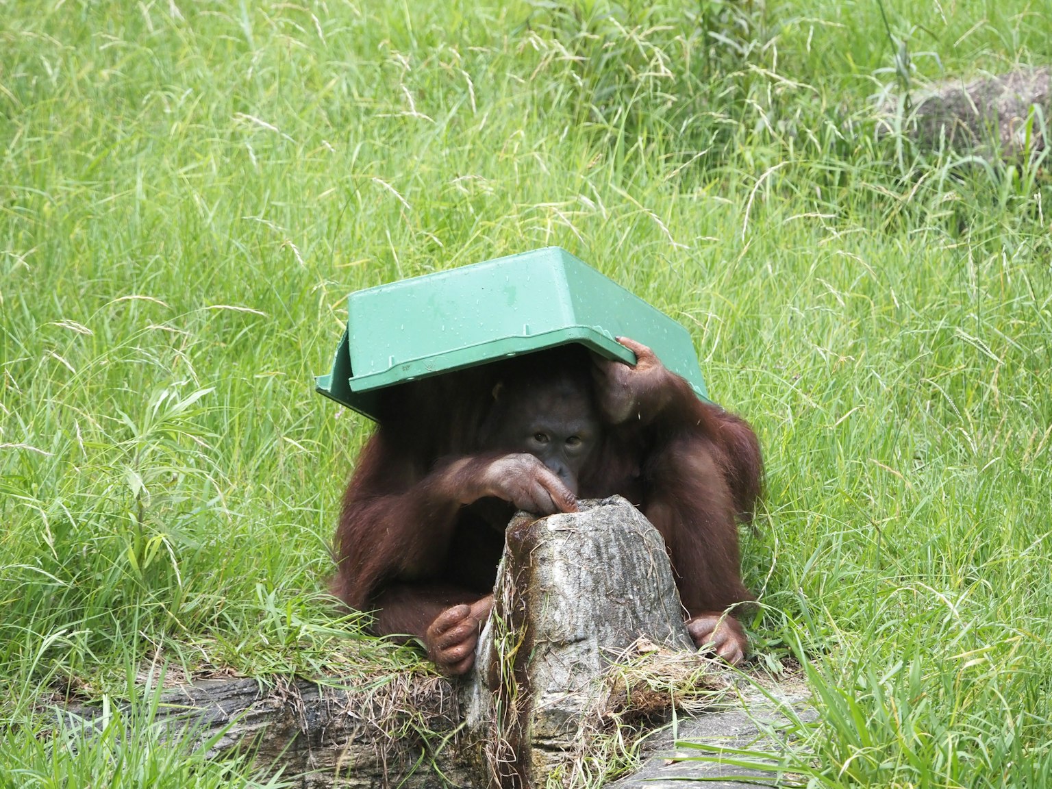 Orangutan duduk di rumput dengan kotak hijau di kepalanya