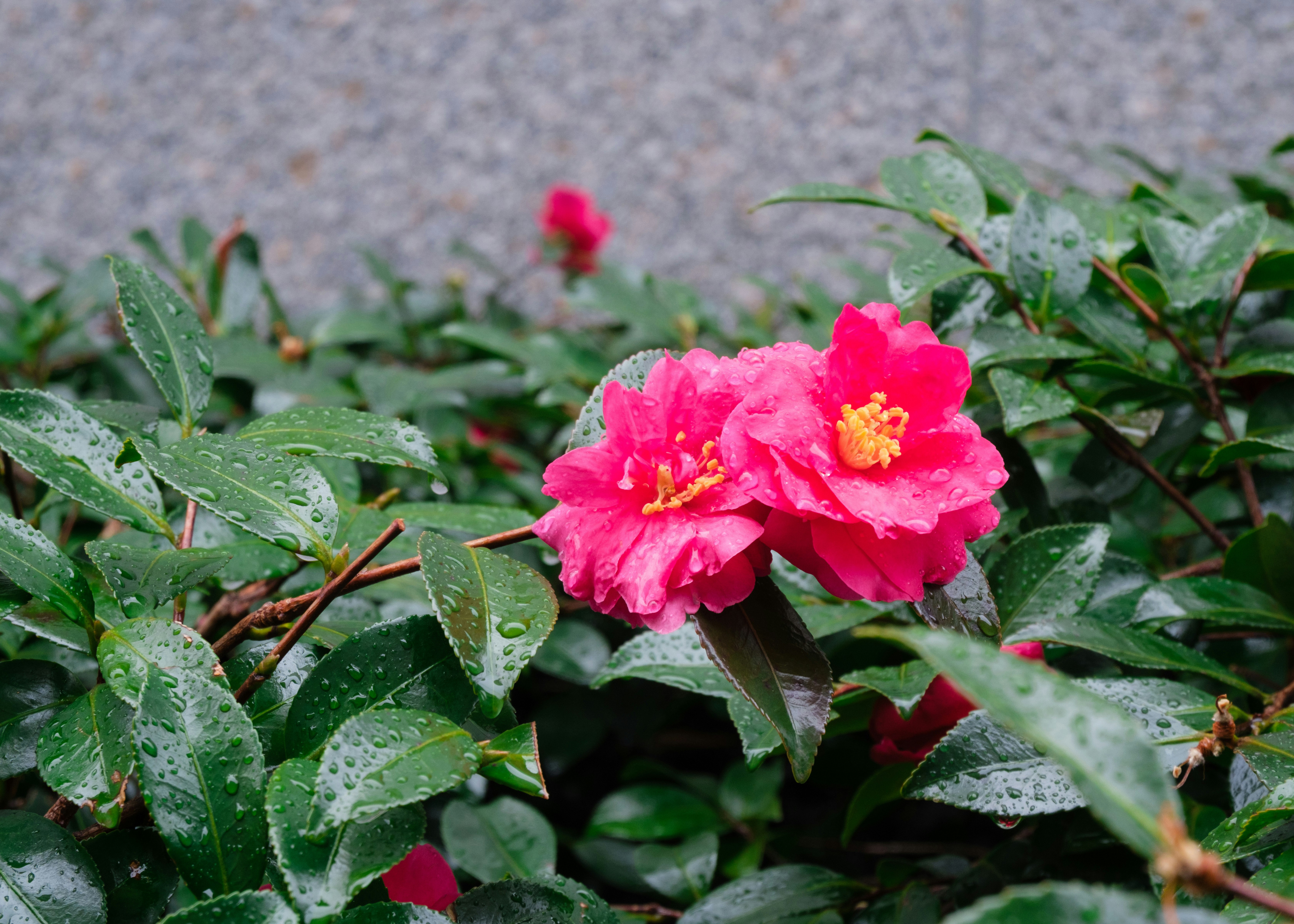 雨露をまとった山茶花の花