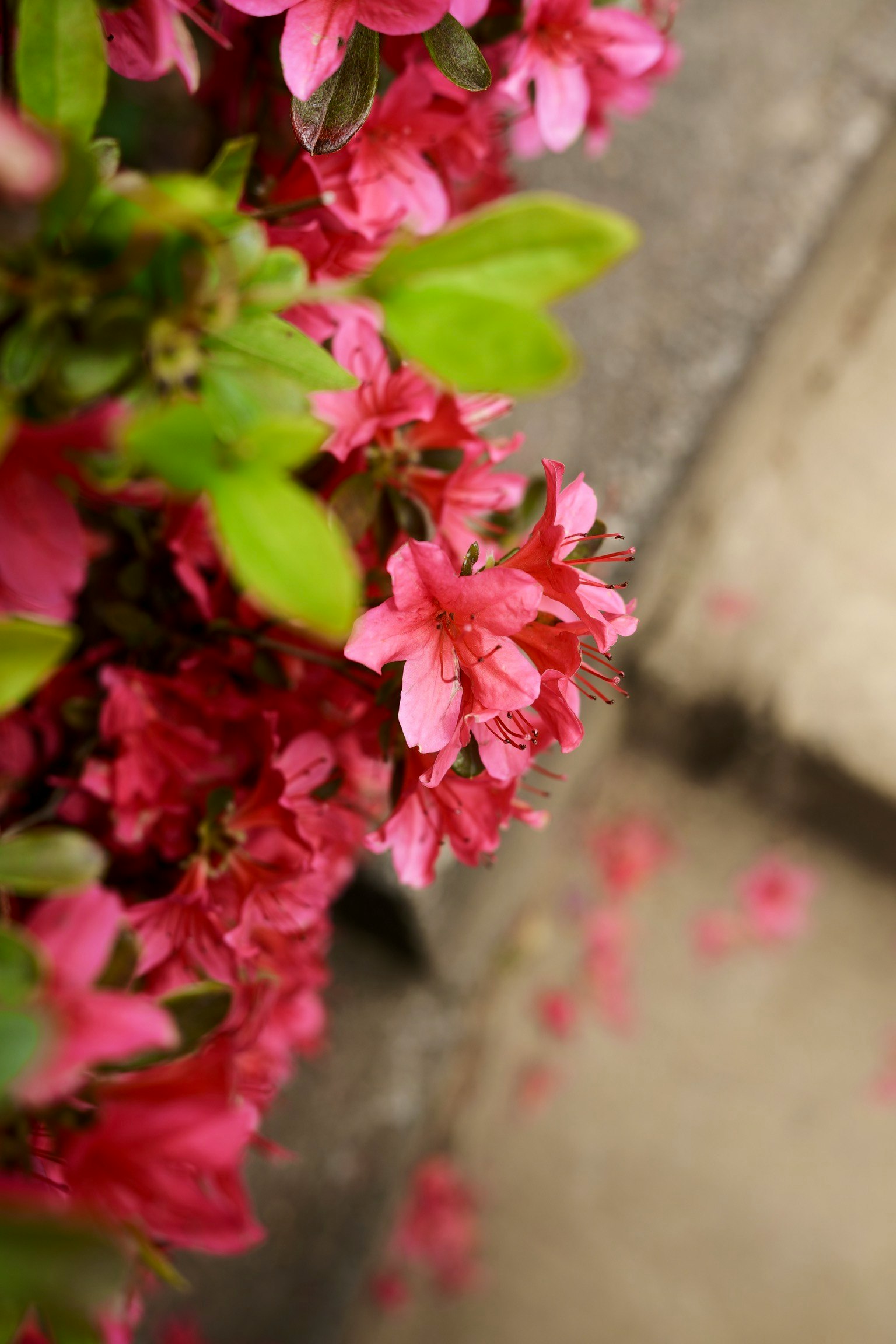鮮やかなピンクの花が咲いている植物のクローズアップ 花びらが地面に散らばっている