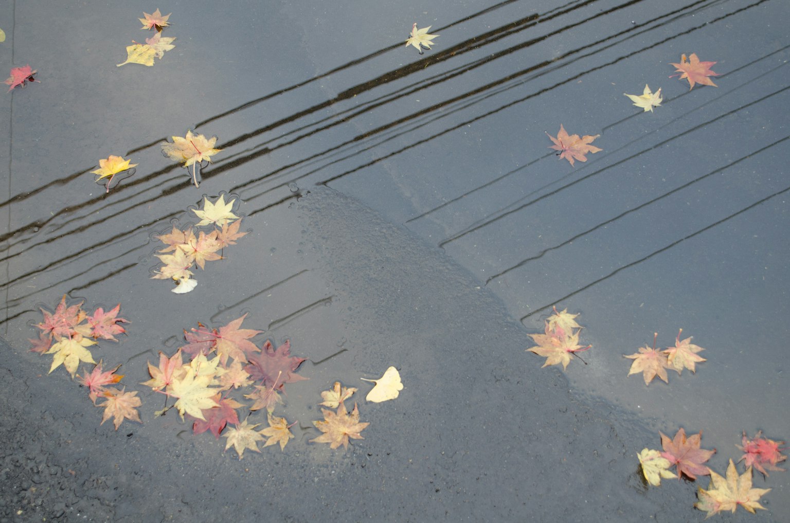Feuilles d'automne colorées flottant sur l'eau avec des reflets de lignes électriques