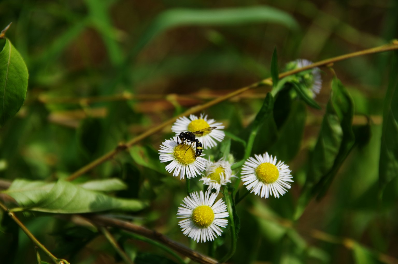 Abeille sur de petites fleurs blanches avec des centres jaunes