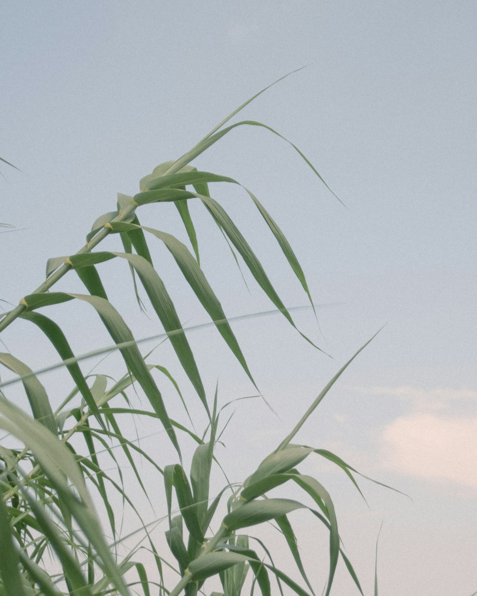 Green leaves swaying in the wind against a blue sky