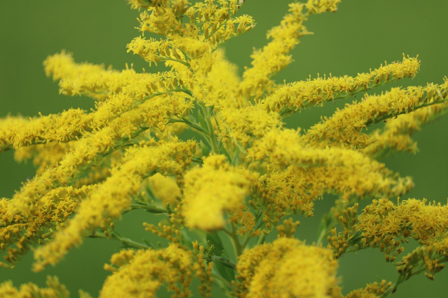 Close-up of a plant with vibrant yellow flowers