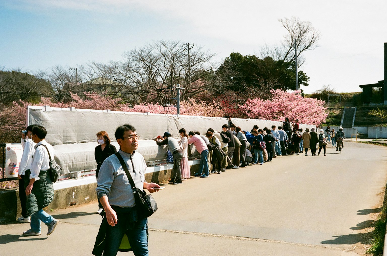 A scene of people lined up near cherry blossom trees with cameras