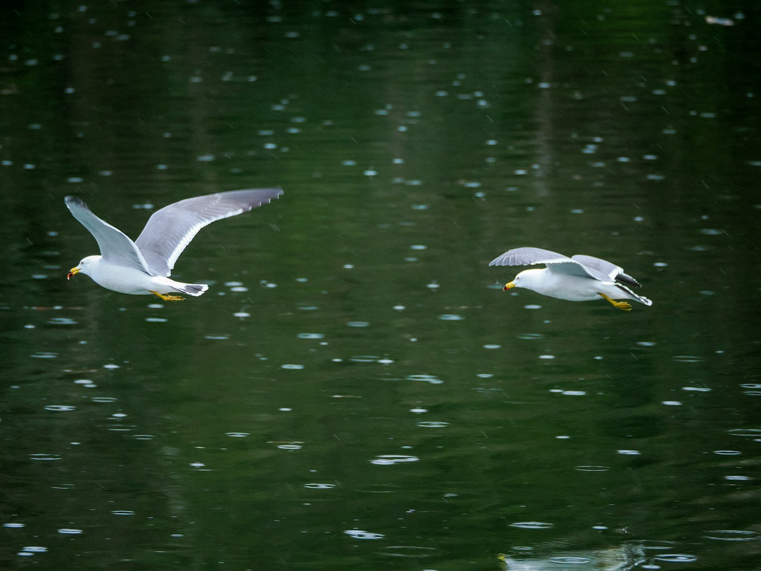 Zwei Vögel fliegen über eine Wasseroberfläche mit Regentropfen