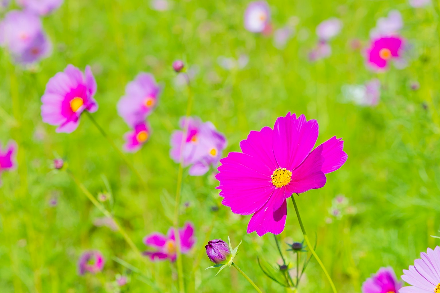 ดอกคอสมอสสีชมพูสดใสบนพื้นหลังสีเขียว