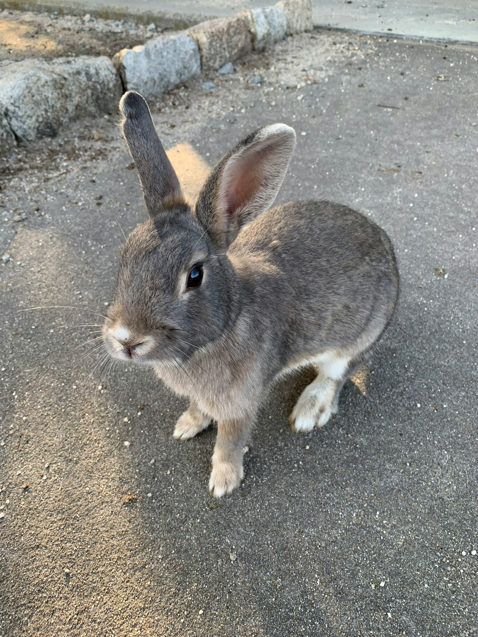 路上にいる灰色のウサギ