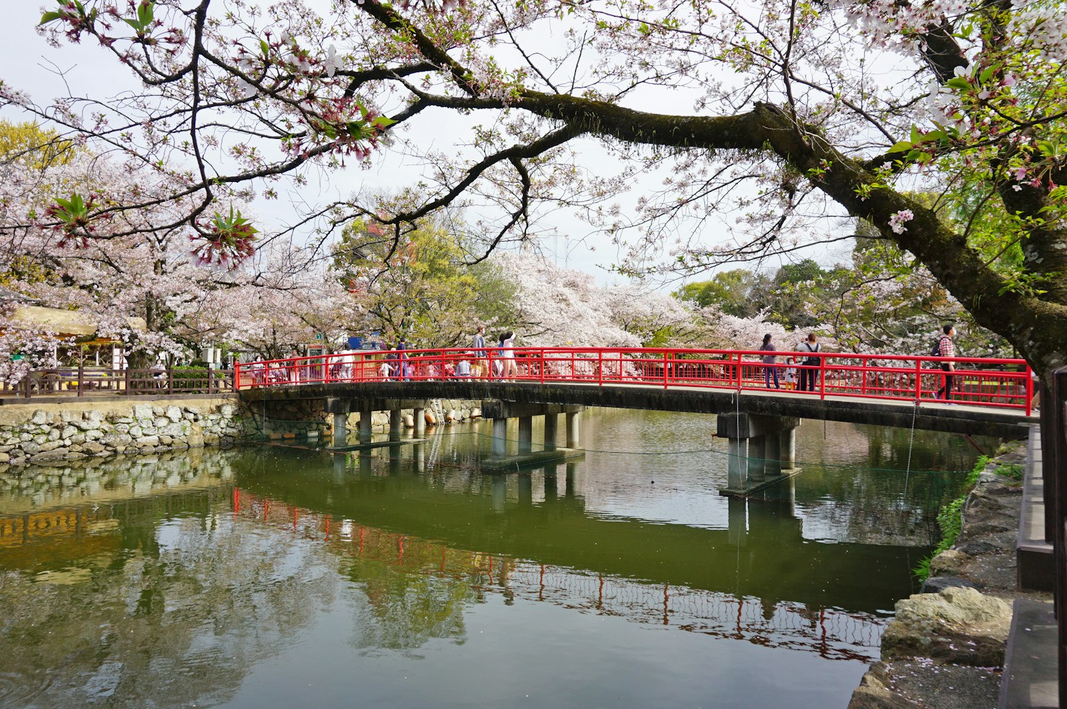 樱花环绕下的宁静池塘上的红桥的风景