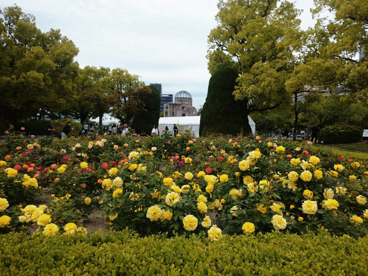 Pemandangan taman dengan mawar berwarna-warni mekar pohon hijau dan bangunan di latar belakang