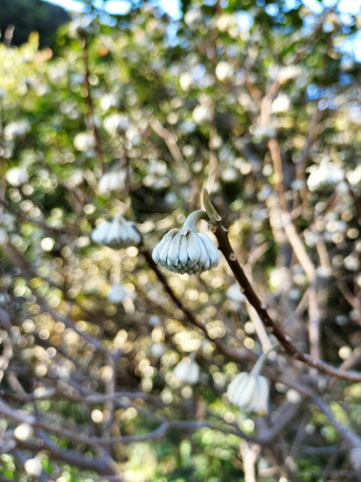 Primer plano de ramas de árbol con flores blancas en un fondo borroso