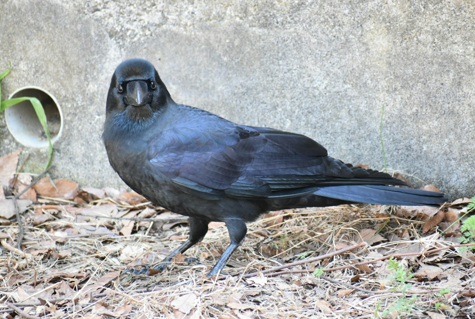 A black crow standing on the ground with a concrete background
