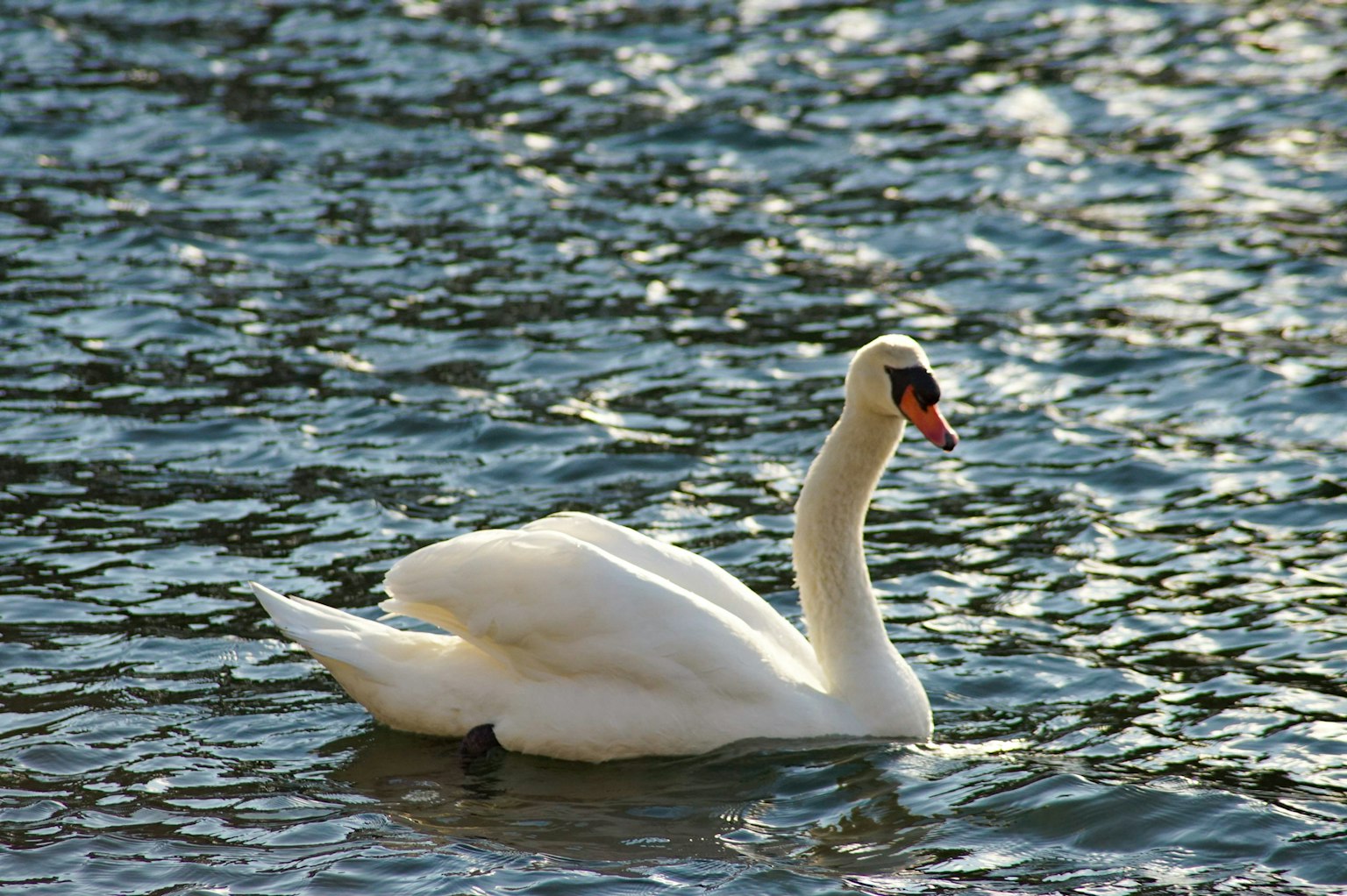Un bellissimo cigno che nuota graziosamente sull'acqua