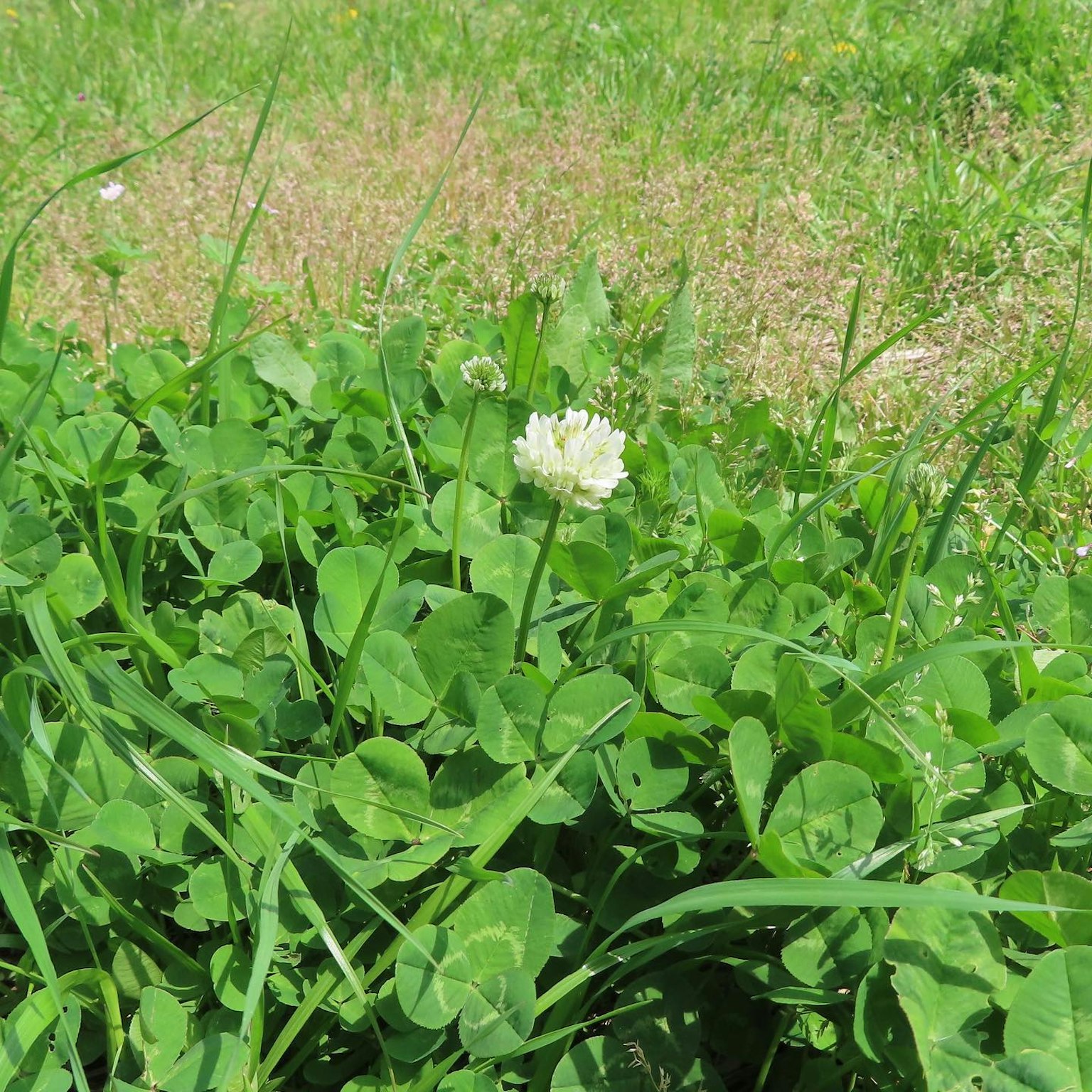 Fiore di trifoglio bianco che sboccia tra l'erba verde