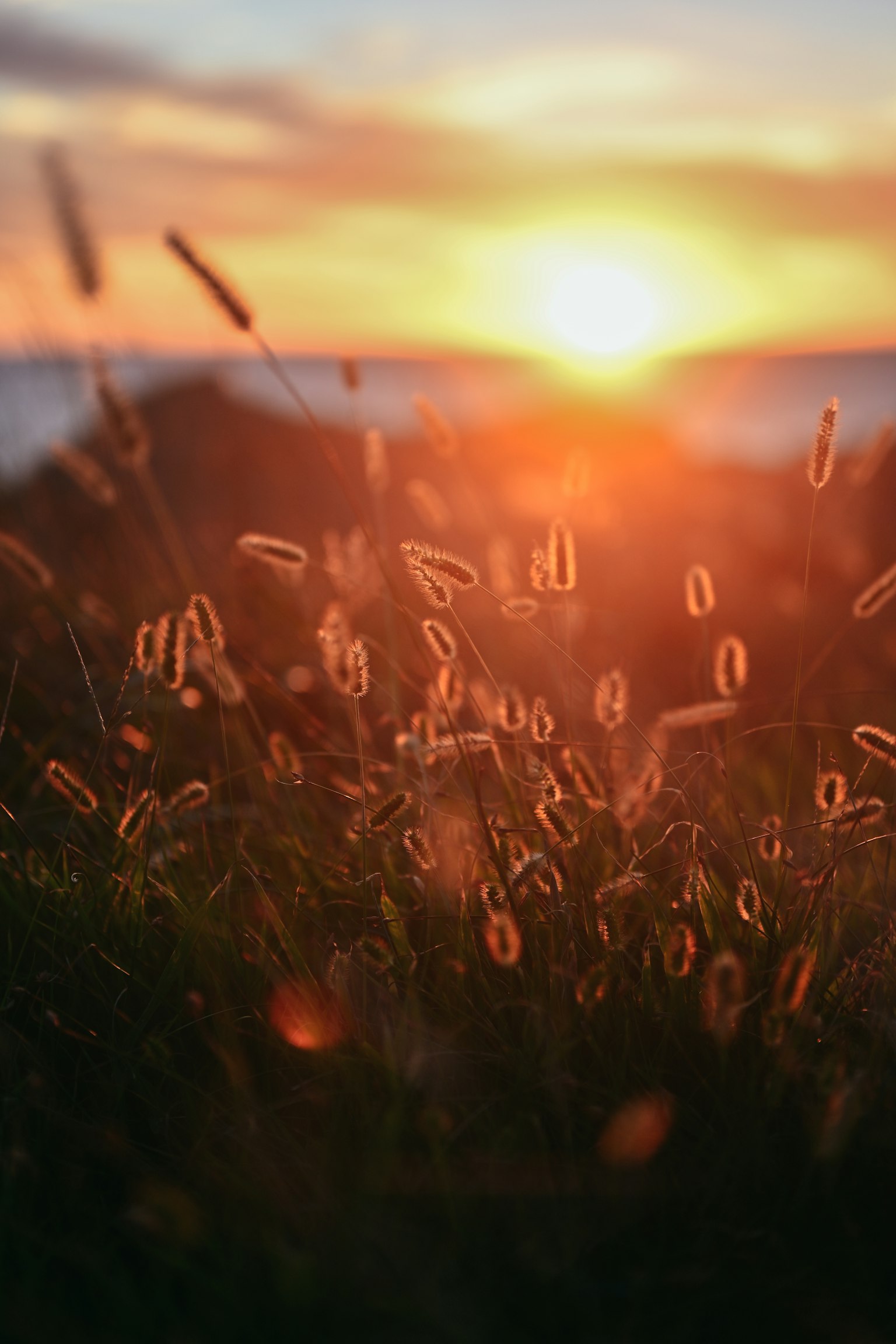 Close-up of grass with sunset over the sea in the background