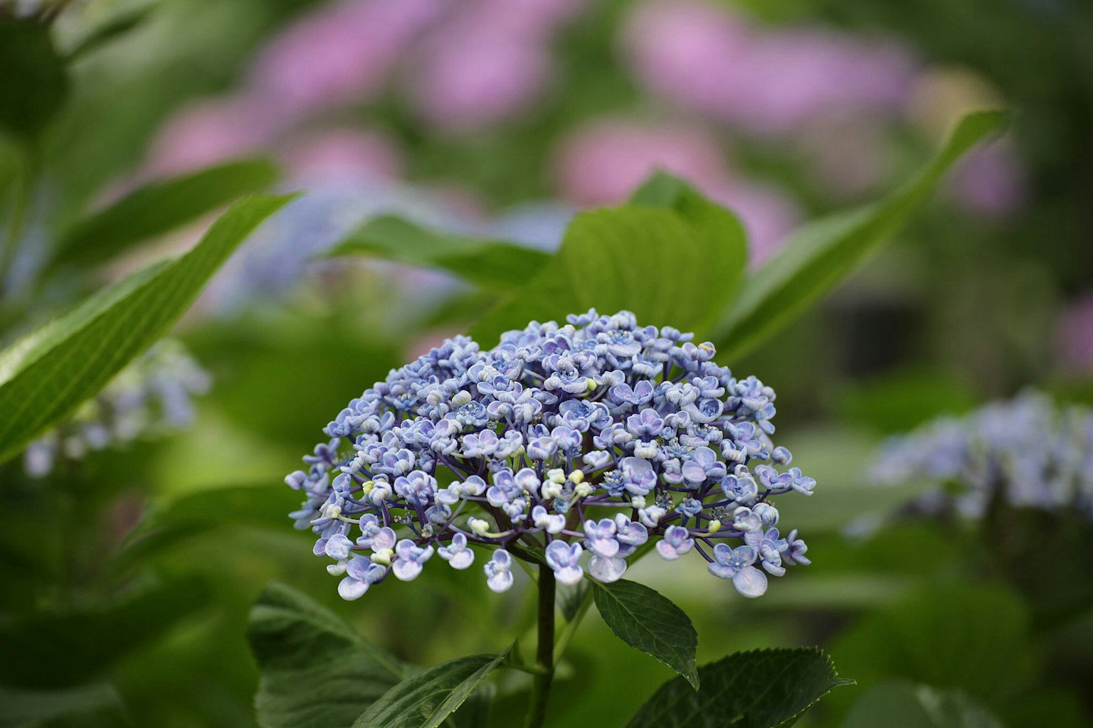 Gros plan sur des fleurs d'hortensia bleues avec des fleurs roses floues en arrière-plan