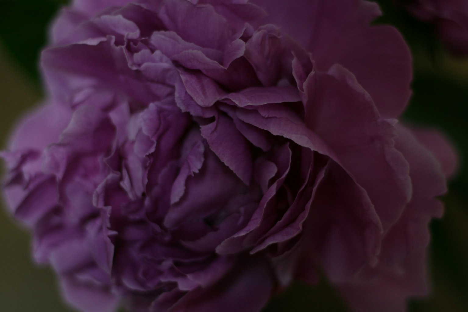 Primo piano di una rosa con petali viola scuro