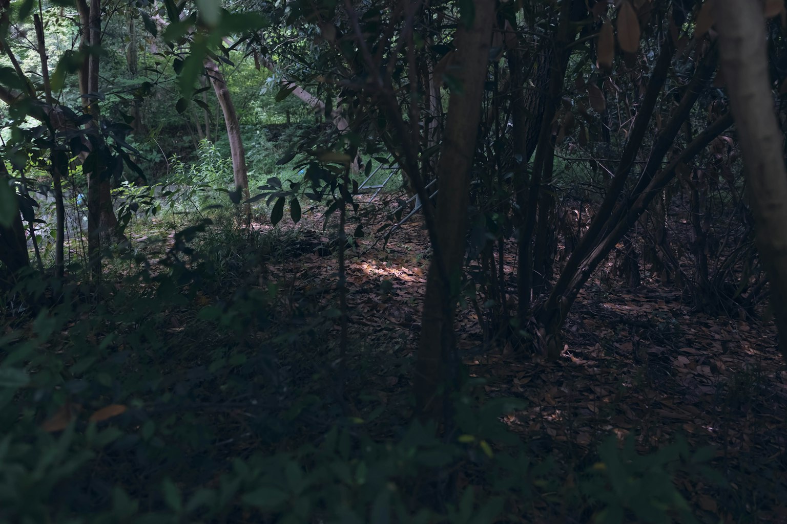 光線昏暗的森林場景，有樹木和植被