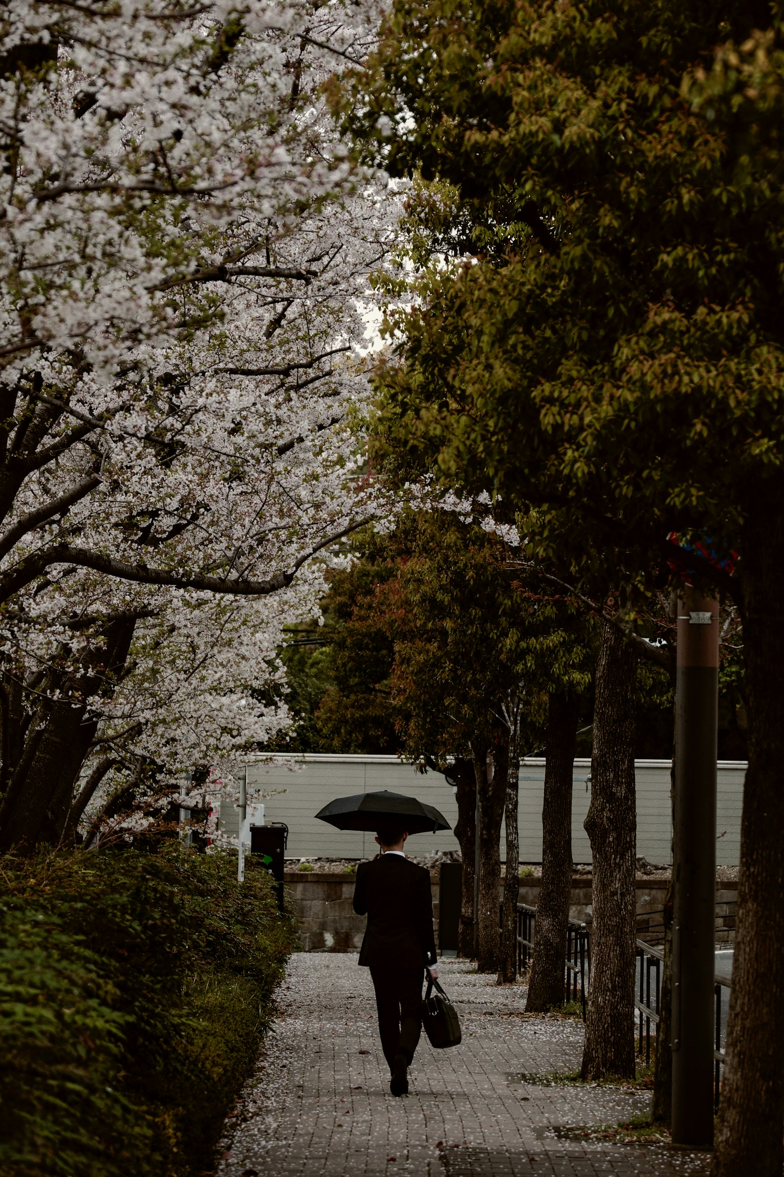 Một người đi bộ trên con đường được bao quanh bởi cây anh đào cầm ô