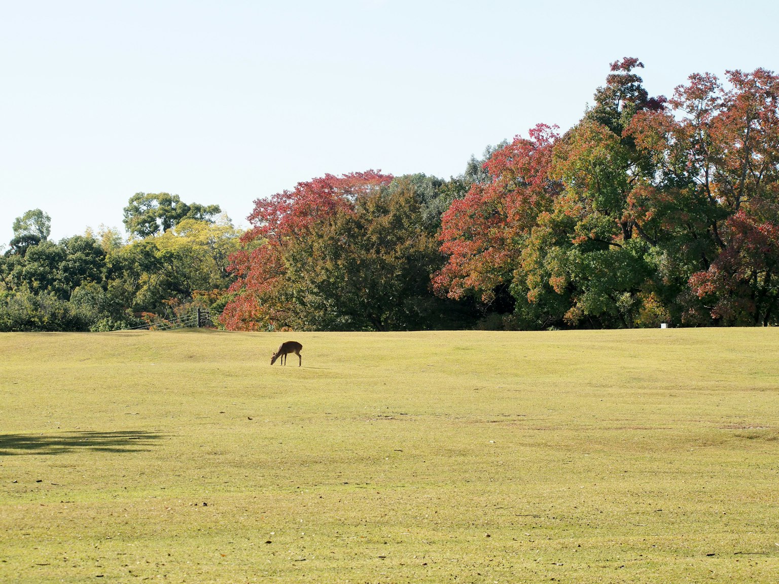 Ein Reh weidet auf einer weiten Wiese mit bunten Herbstbäumen