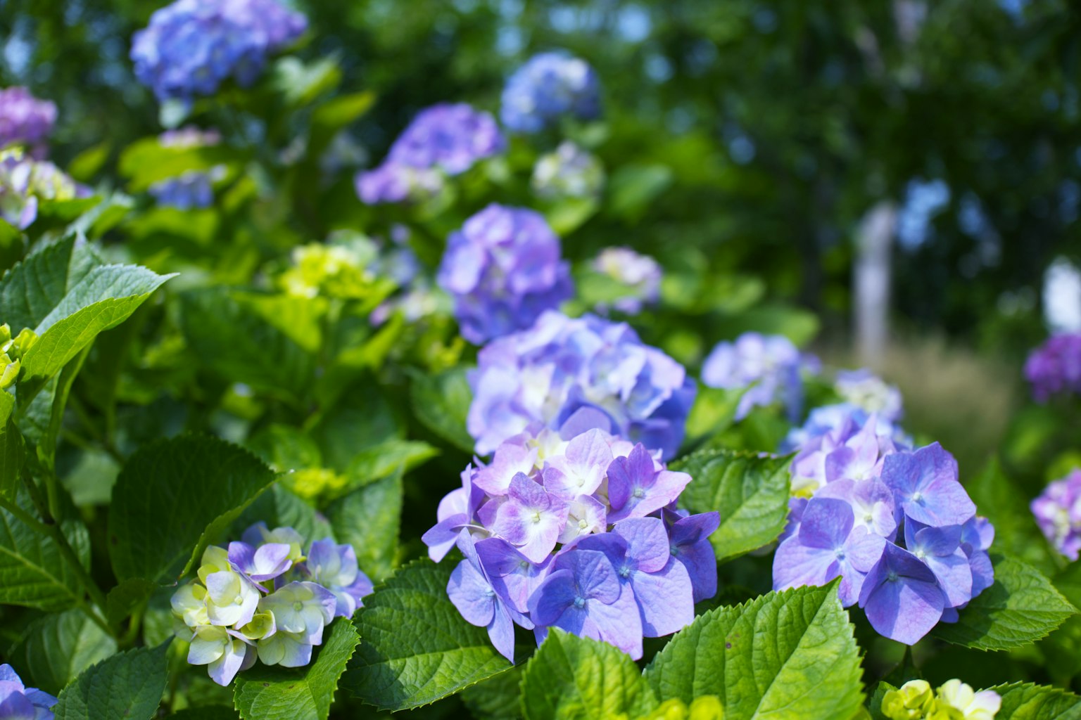Belle scène de fleurs d'hortensia bleu et violet entourées de feuilles vertes