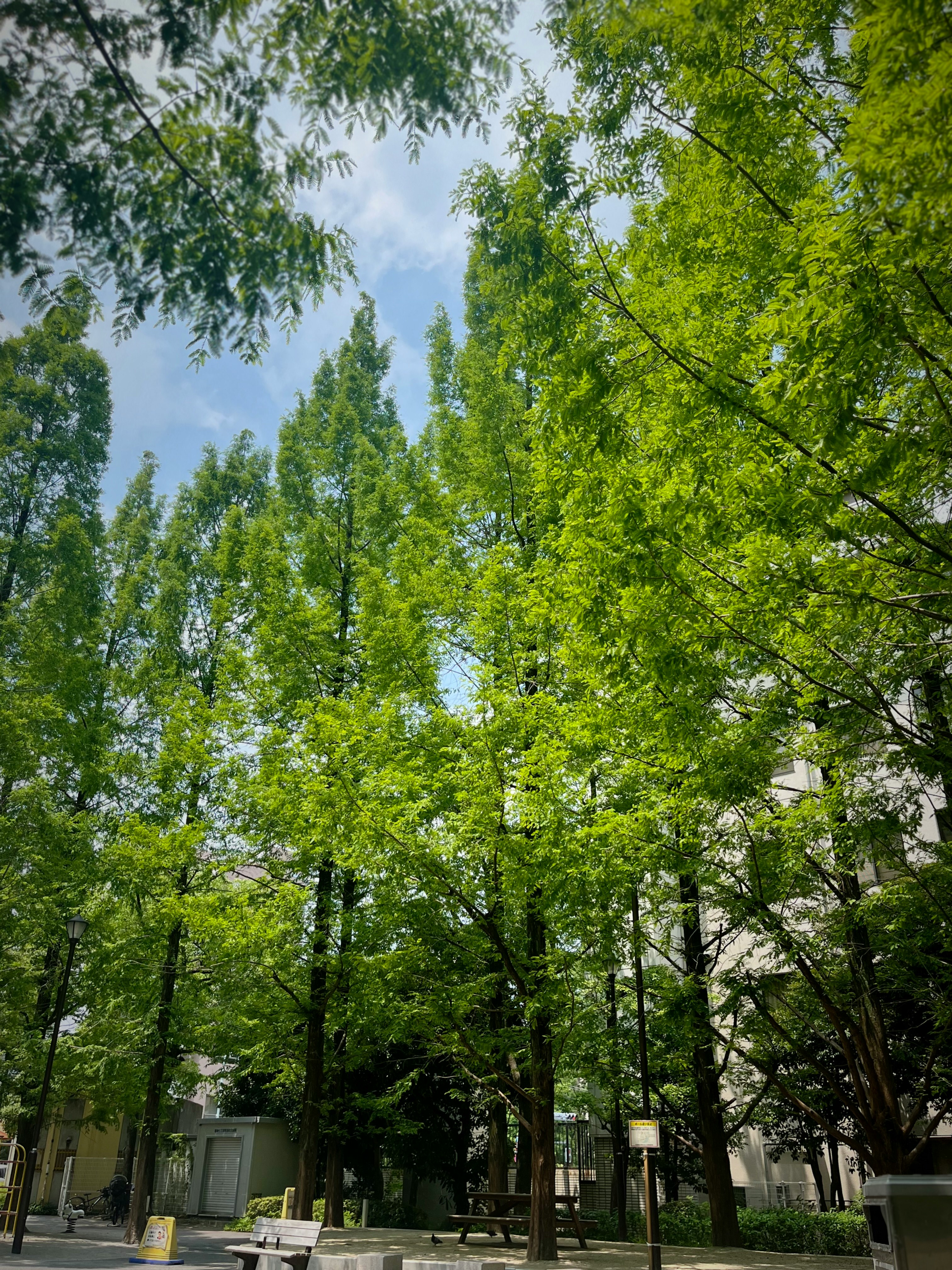 Sentiero in un parco con alberi verdi
