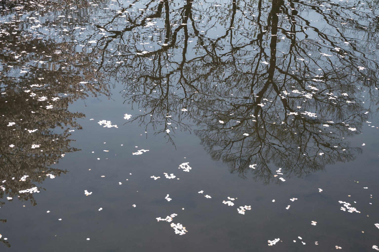 Reflexionen von Bäumen auf Wasser mit verstreuten Blütenblättern