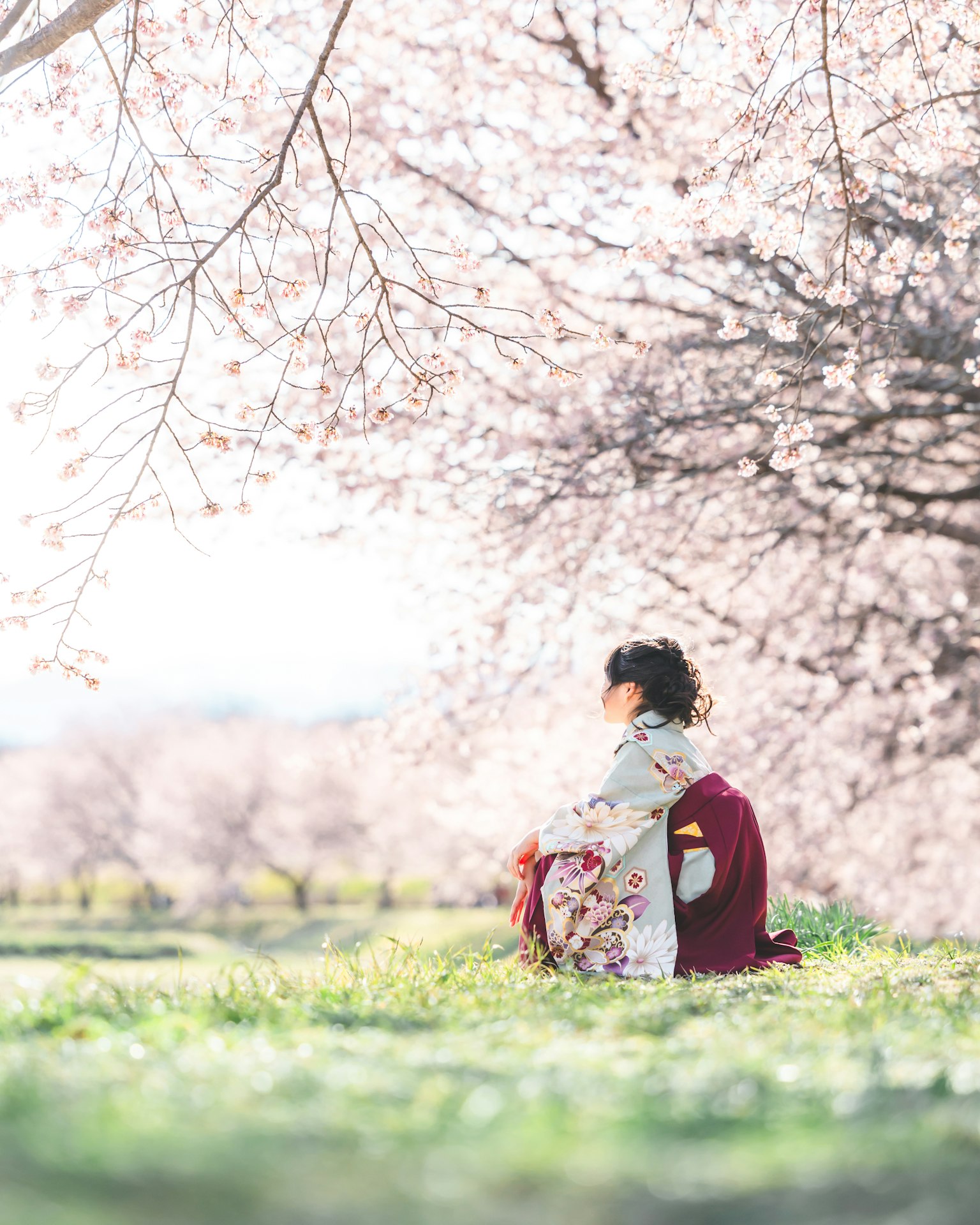 Cô gái trong kimono ngồi dưới cây anh đào