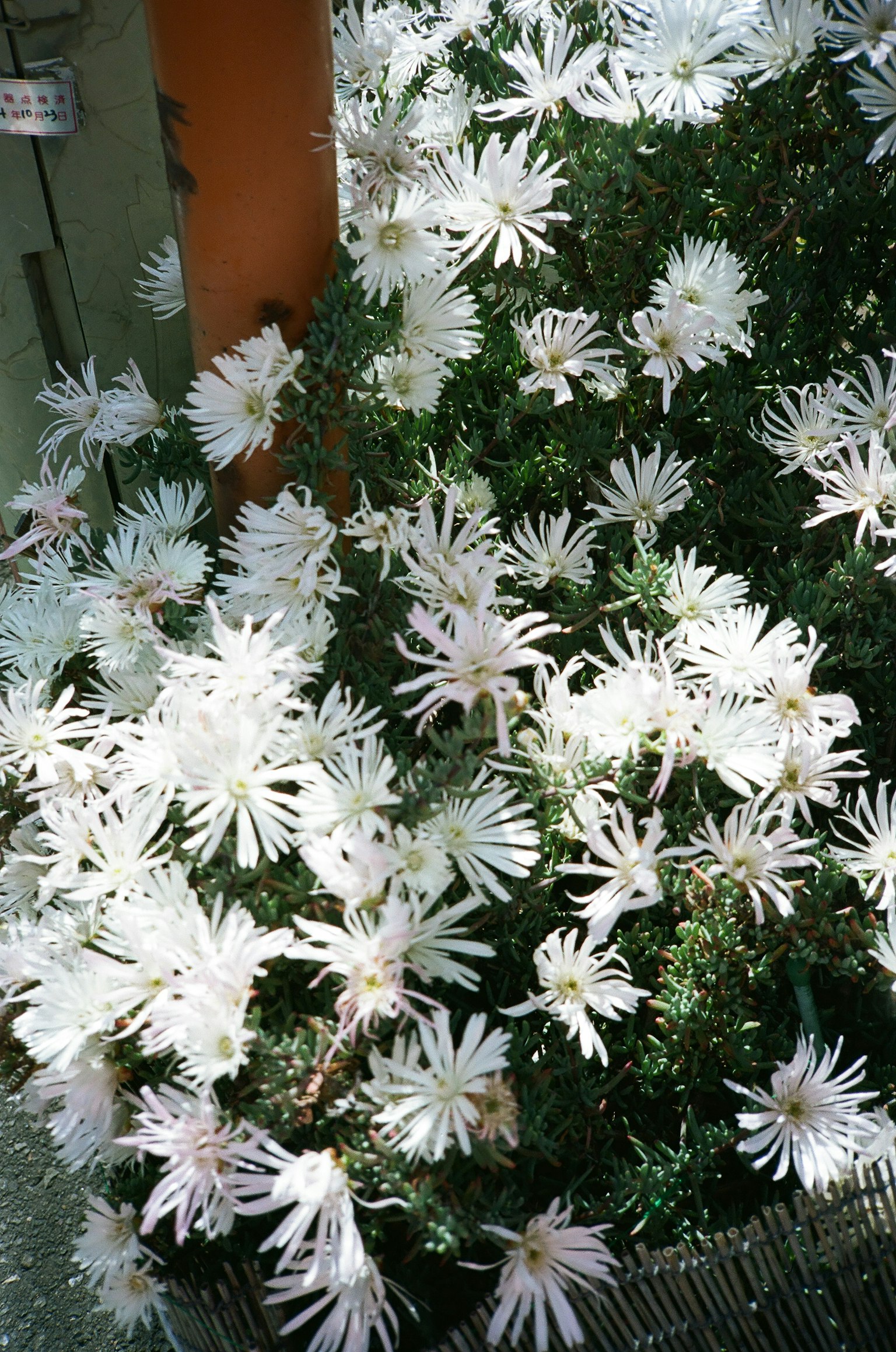 Un grupo exuberante de flores blancas floreciendo entre el follaje verde